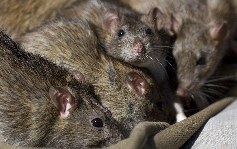 a group of rats eating garbage