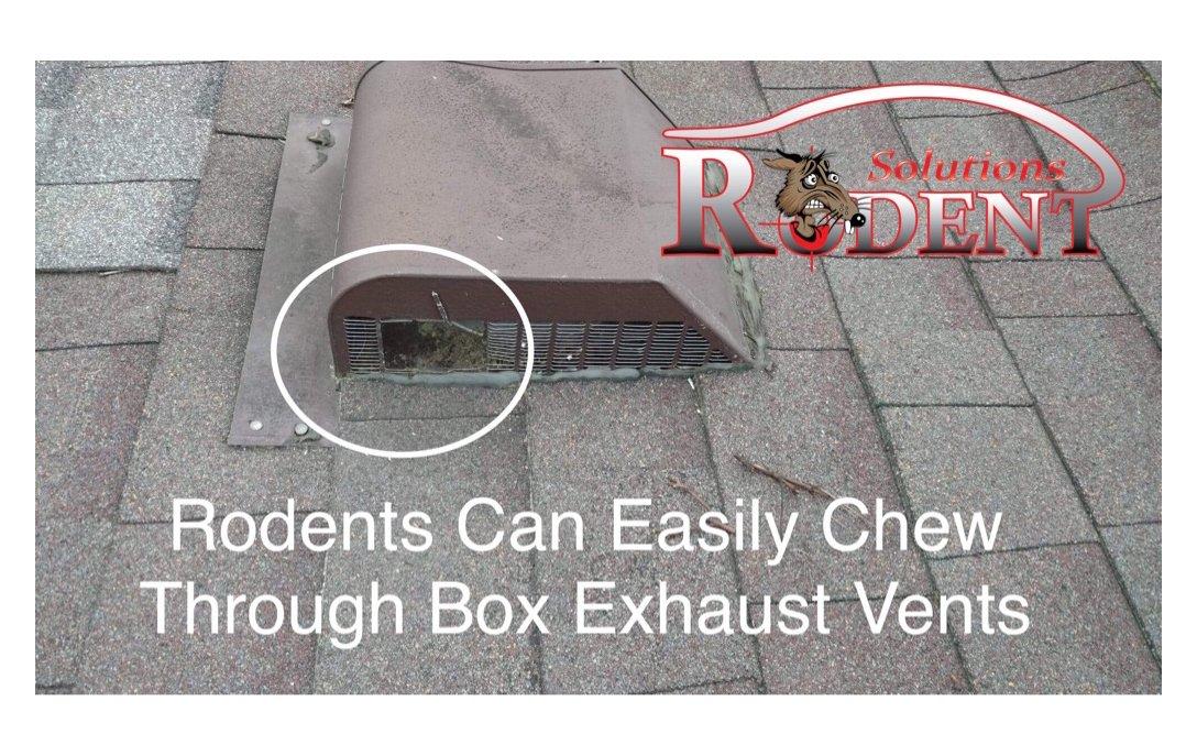 example of rodent access to roof