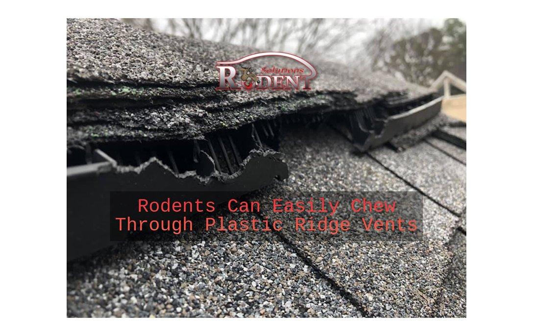 roof ridge with rodent damage