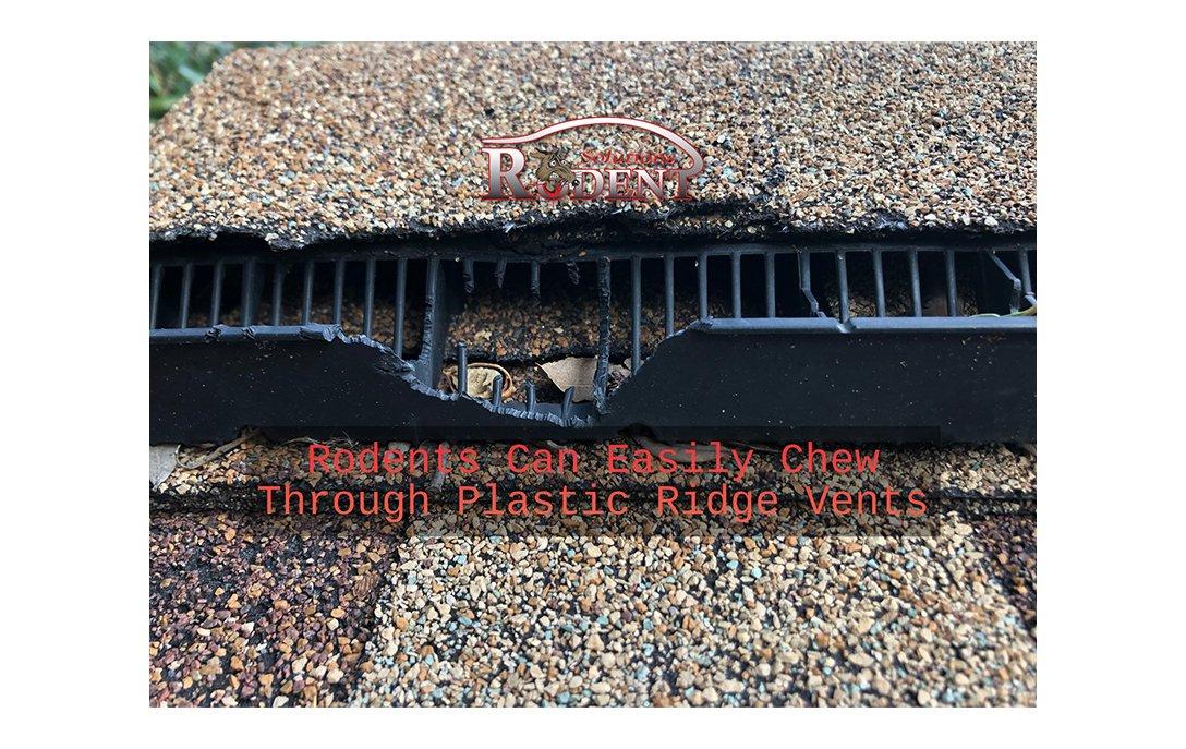 chewed ridge vent