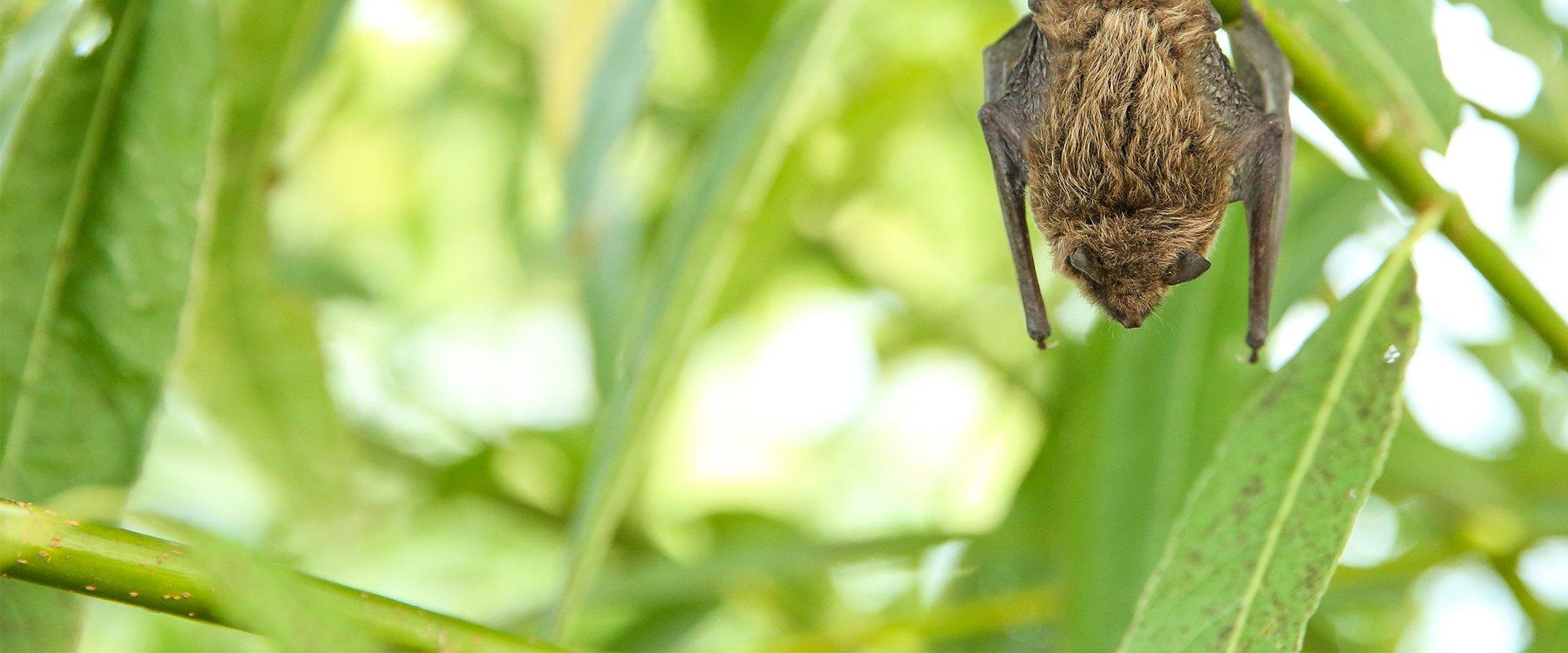 bat hanging from a plant