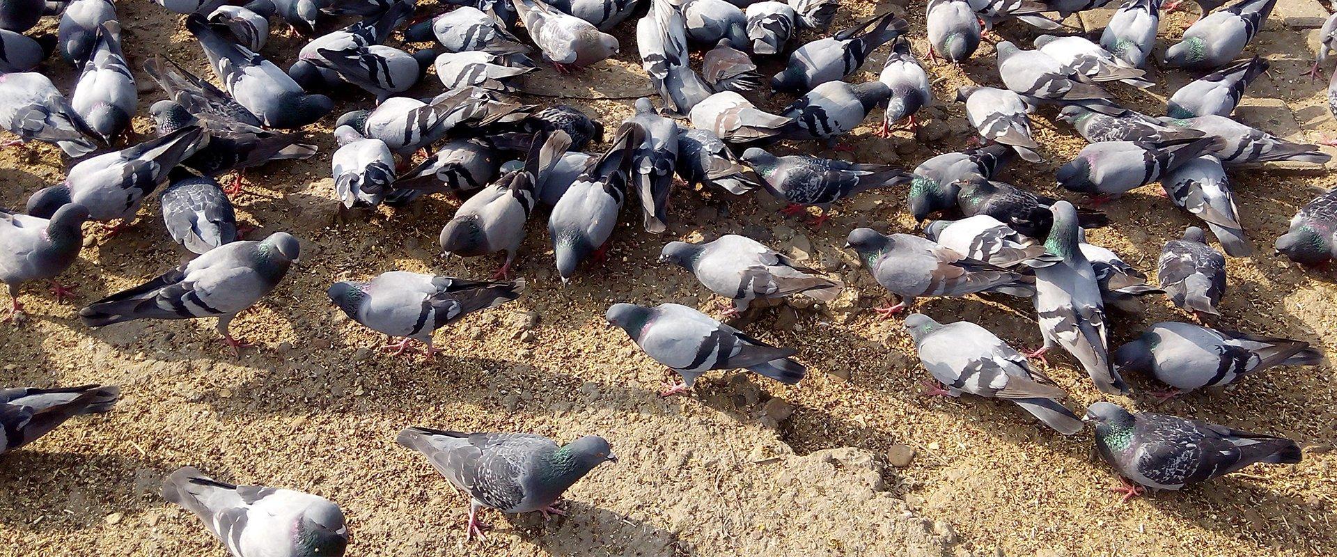 a large gathering of pigeons