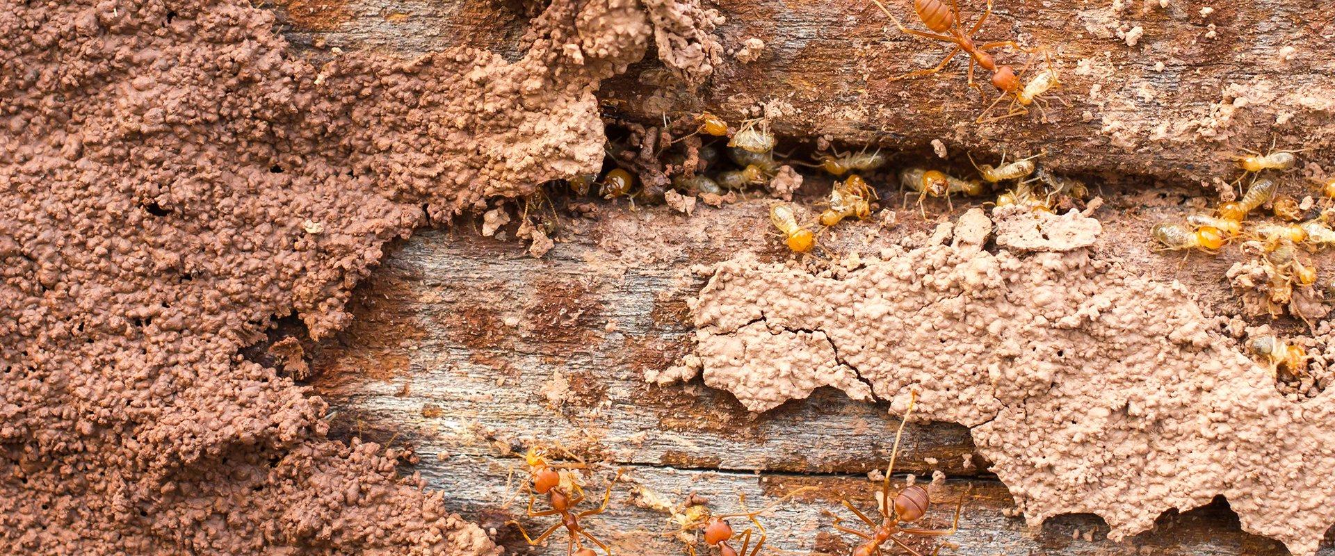 termites and red ants together on wood
