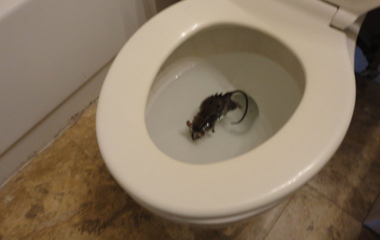 drowned mouse in bathroom