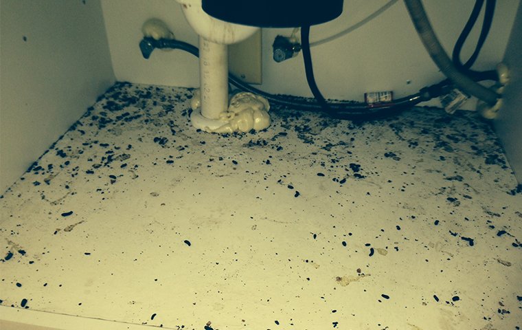 mouse droppings under sink