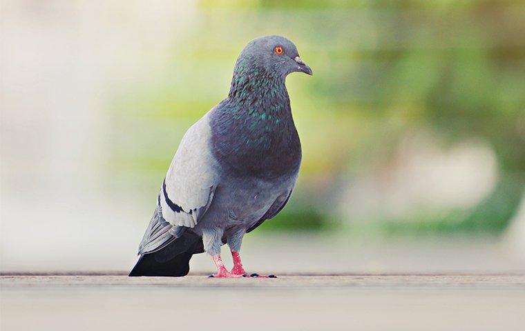 pigeon on pavement