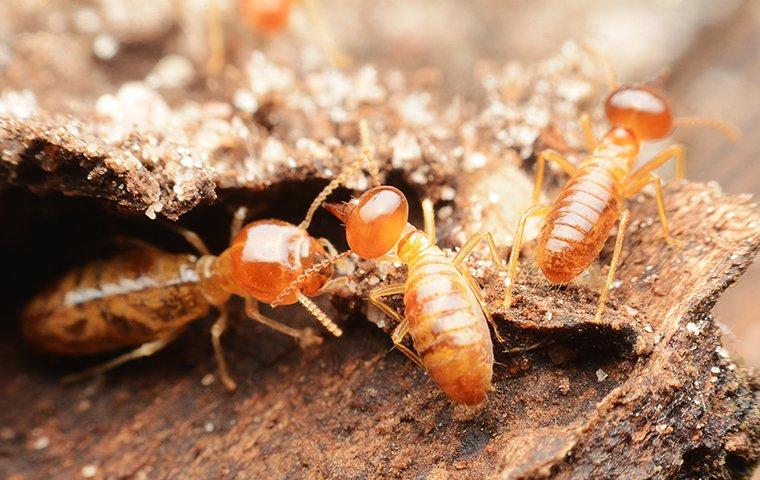 a comonly of termites on wooden flooring