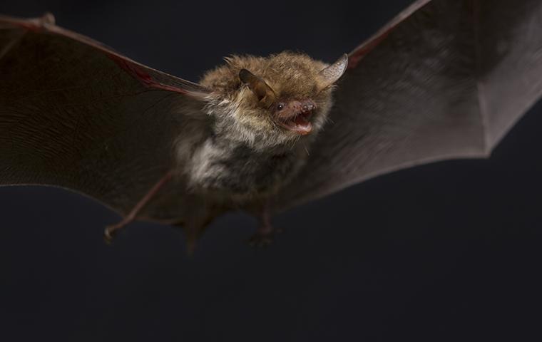 a bat flying