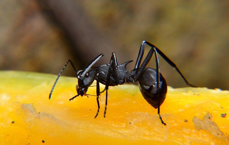 a carpenter ant on food