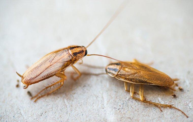 cockroaches crawling on bathroom floor
