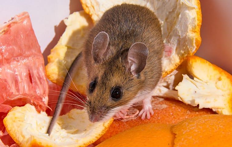 a house mouse nibbling on food in the trash