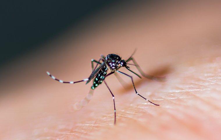 a mosquito biting skin on a human arm