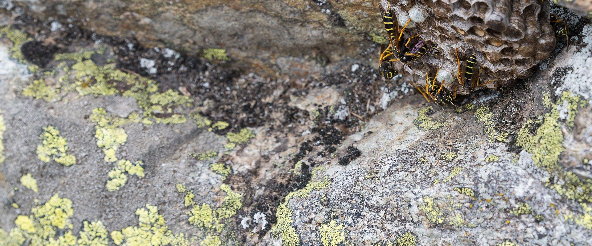 wasps in a nest under rocks