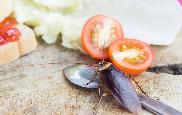 cockroach in a kitchen near food
