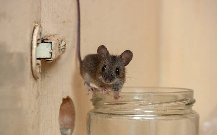 a house mouse in a kitchen cupboard