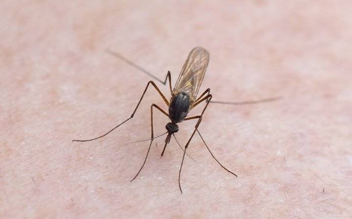 a mosquito spreading disease through biting