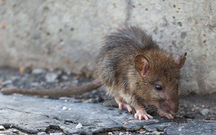 A Norway rat near a home.