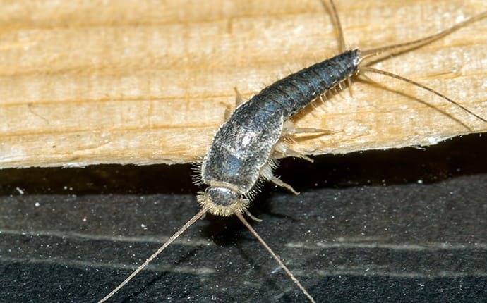 a silverfish inside of a home
