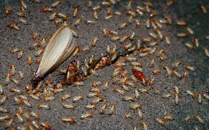 how to get rid of termite swarmers