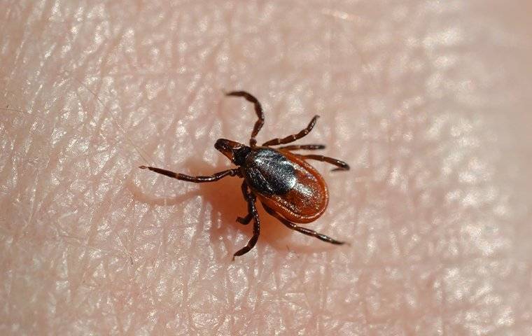 tick on persons skin