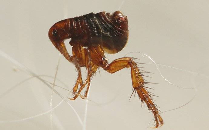 flea on pet hair
