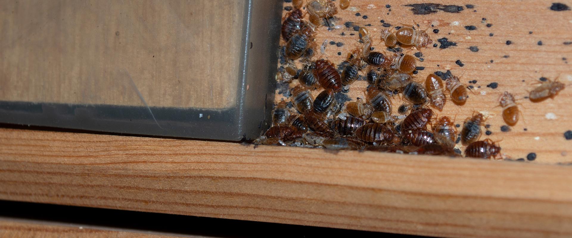 bedbug on box spring