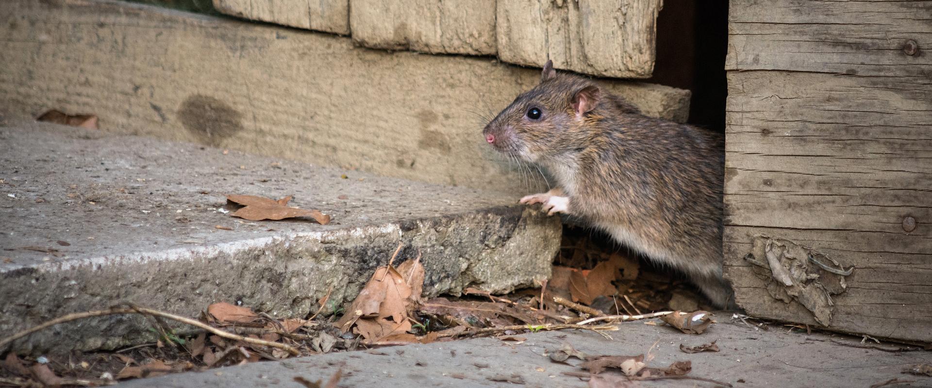 rodent on wood