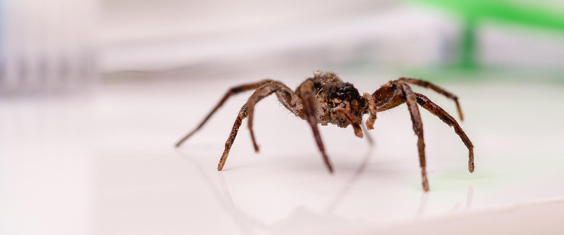 spider on a counter