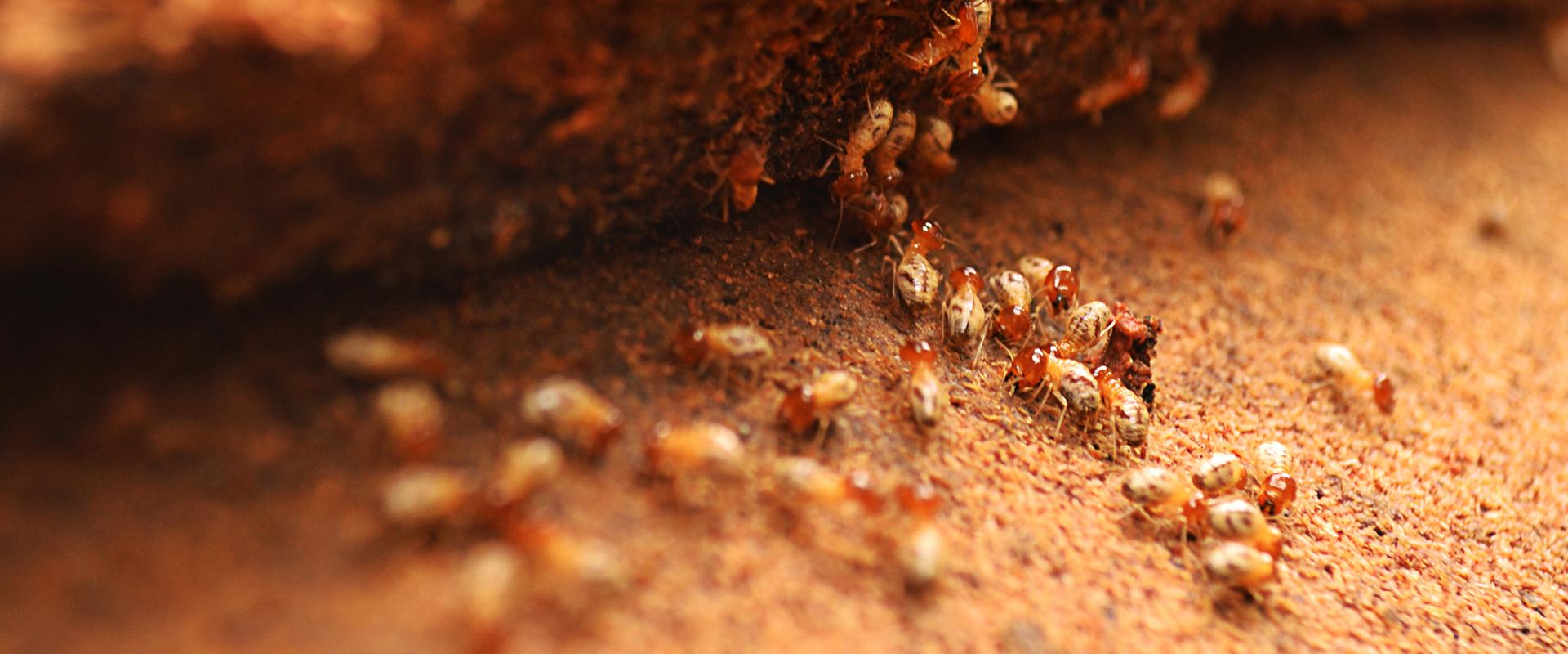 termites on dirt