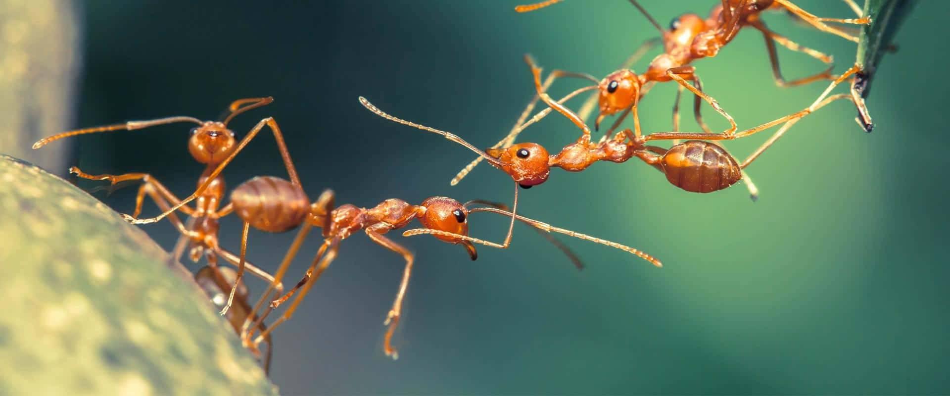 fire ant bridge