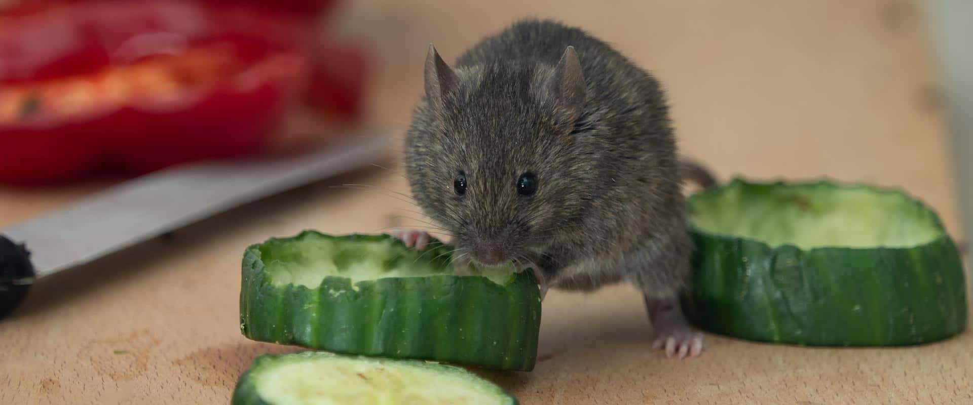 rodent eating vegetables