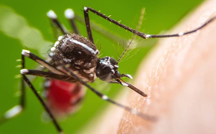 mosquito on skin