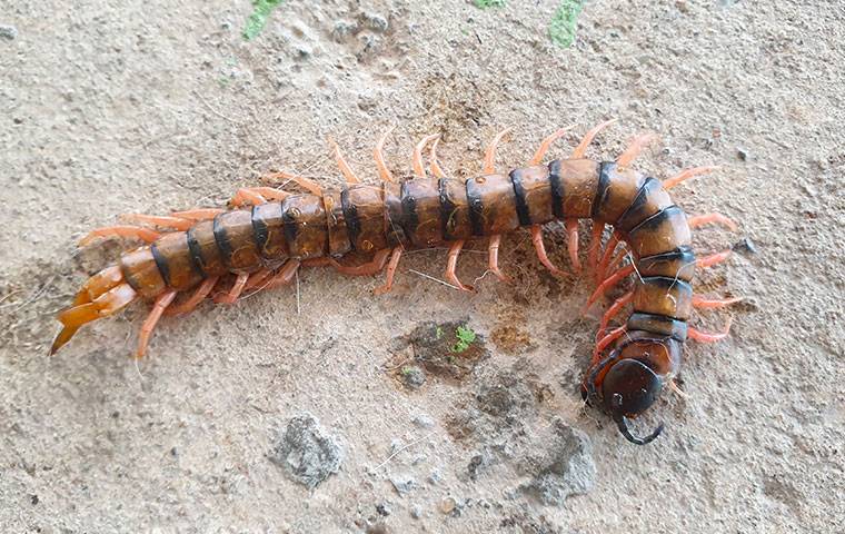 centipede on concrete