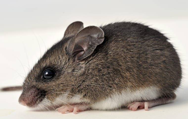 a rodent infestation in a summerfield home