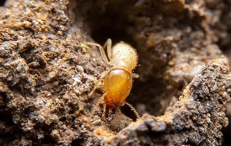 a termite crawling near wood tunnels