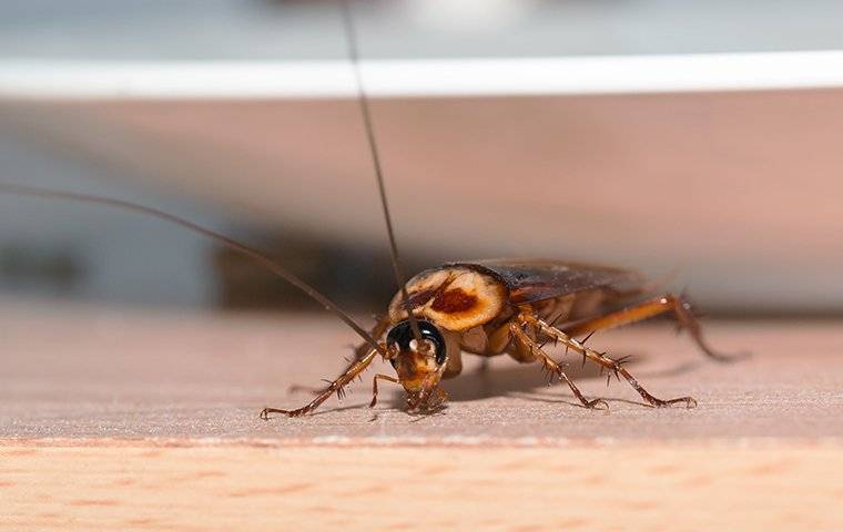 an american roach on a countertop