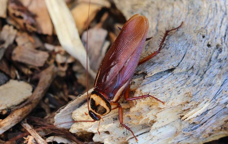 cockroach outside home