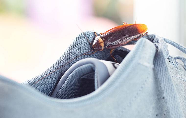an american cockroach on a shoe