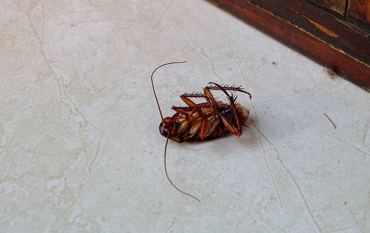 cockroach upside down