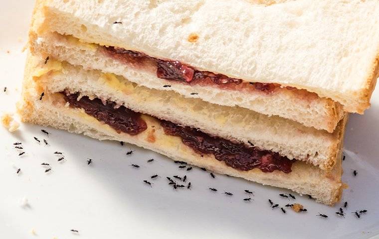 ants eating a peanut butter jelly sandwich