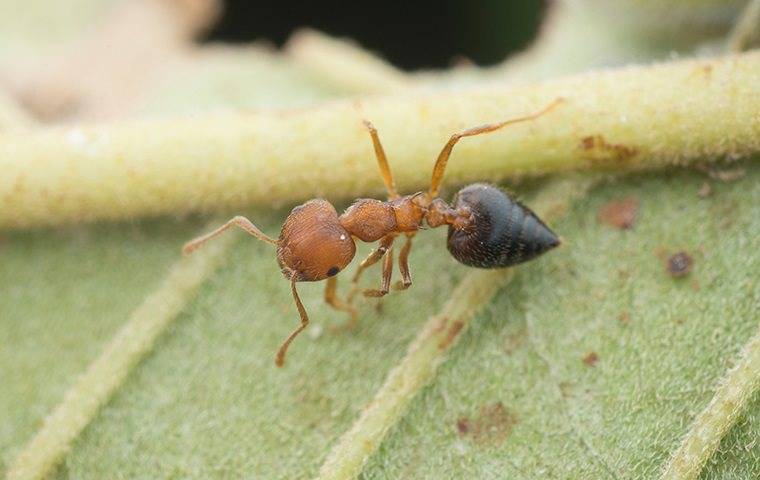 an ant on a plant in a pineville home garden