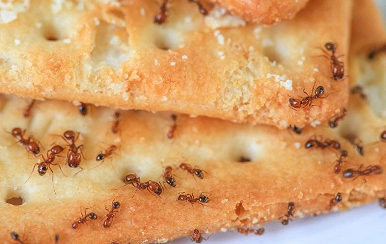 an ant infestation in a kitchen on food