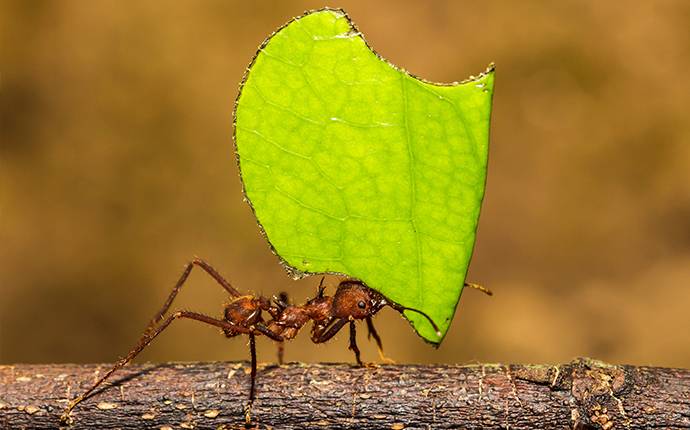 ant on a stick