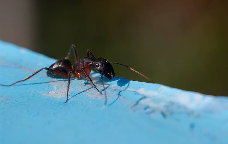 ants crawling on blue painted wood