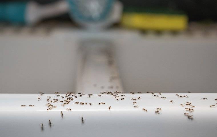 ants crawling on sink