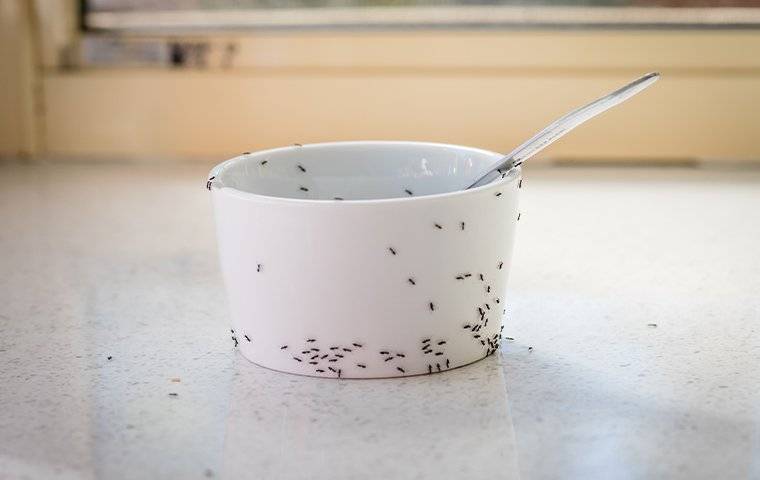 ants on white bowl