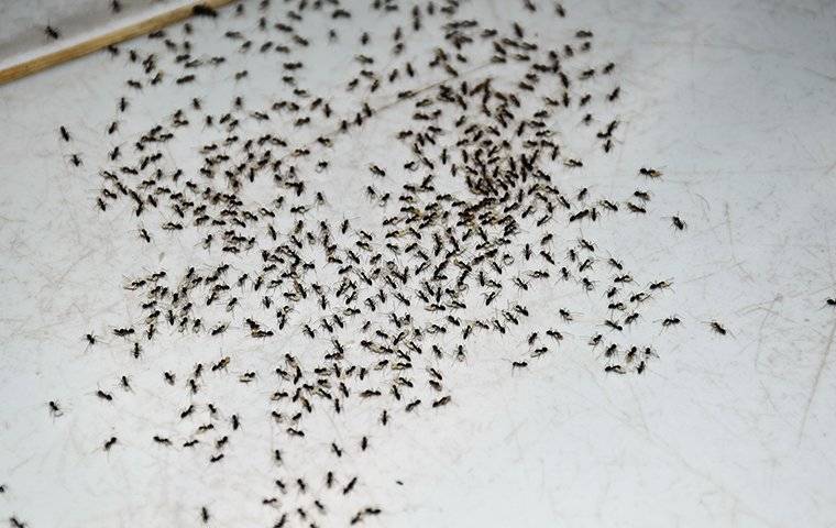 an ant infestation in a kitchen