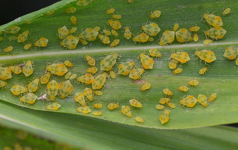many aphids on a leaf
