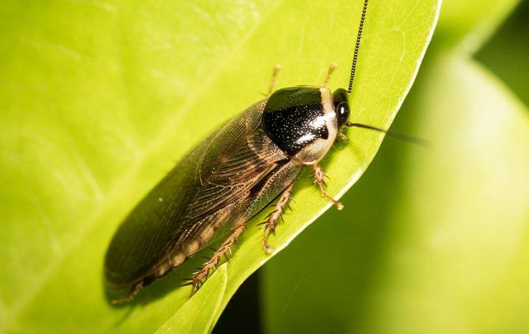 a cockroach on a leaf