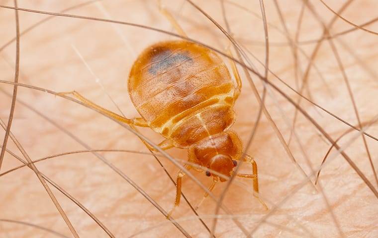 a bed bug crawling on human skin and biting